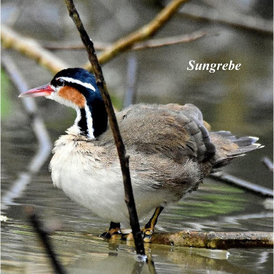 Sungrebe